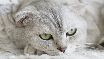 全国青少年体操版块精彩纷呈，创新不断，全国青少年艺术体操技术大赛